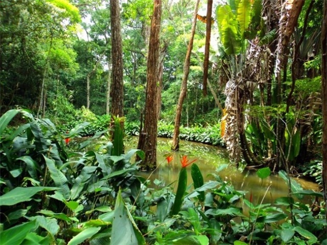 tijuca_forest_4_0